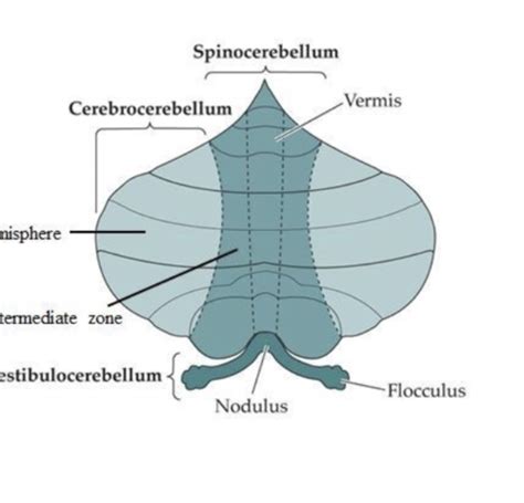 Lecture 30 pt. 2: Cerebellum Disorders Flashcards | Quizlet