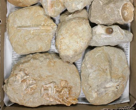 Flat: Cretaceous Marine Vertebrate Fossils - 14 Pieces (#81328) For Sale - FossilEra.com