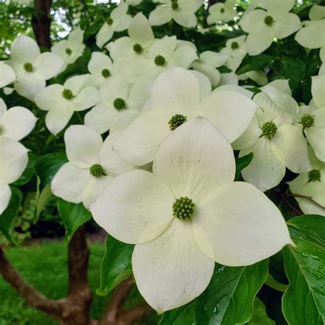 Cornus kousa, Dogwood Tree - Sugar Creek Gardens