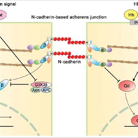 Structure of adherens junction (AJ) in NPCs. N-cadherin-based AJ is... | Download Scientific Diagram