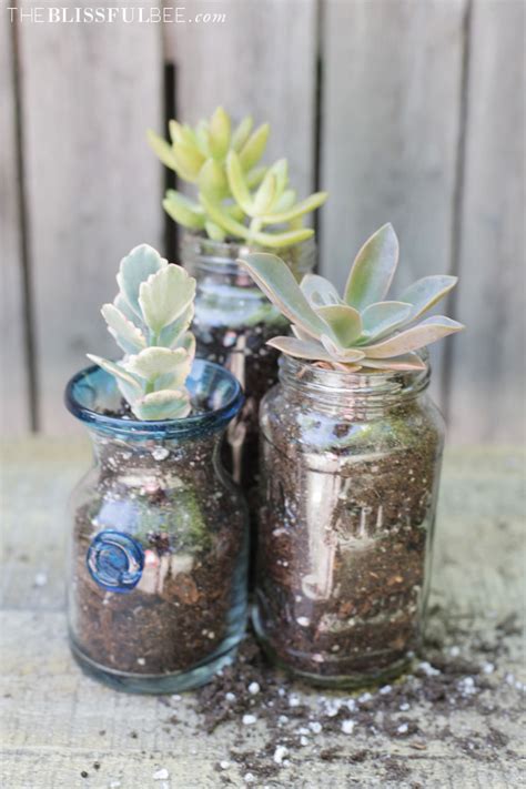 Succulents + Mason Jars – THE BLISSFUL BEE