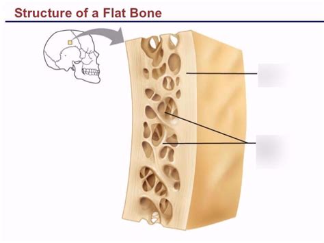 Flat bone Diagram | Quizlet