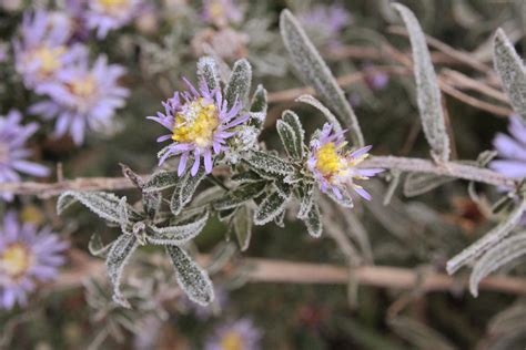 Frost Covered Flowers | Shutterbug