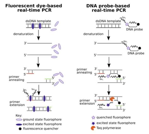 The Real-Time PCR Digest