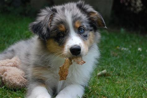 a dog laying on the grass with a toy in it's mouth