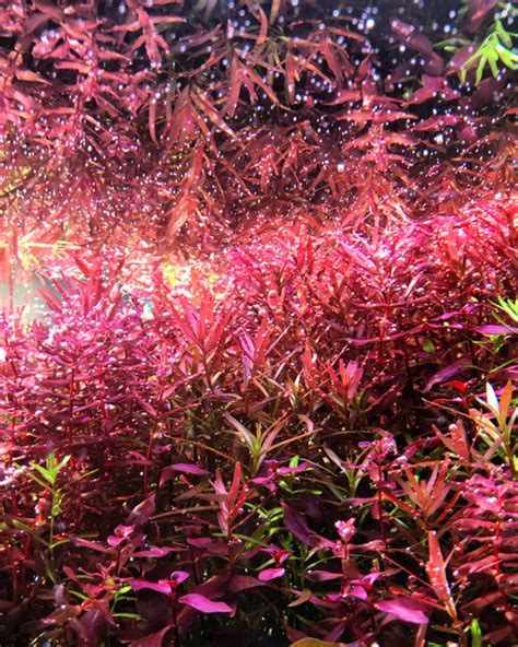 4 Tips for Achieving Red Aquarium Plants — Buce Plant