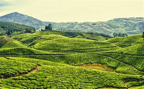 1920x1080px, 1080P free download | Tea Plantation, hills, green, bonito, bushes, tea, field, HD ...