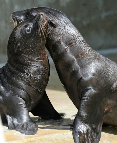 Four Sea Lion Pups Share Spotlight –and the Same Dad - ZooBorns