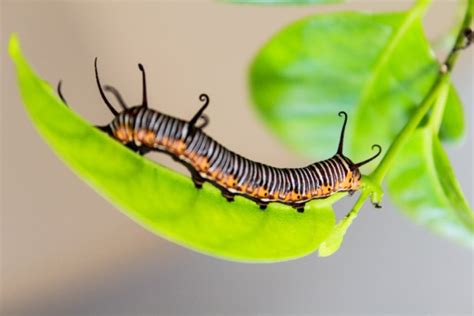 What is Entomophobia? - Killem Pest Control Singapore