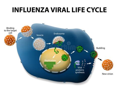 Influenza Virus Replication Cycle Stock Vector - Illustration of ...