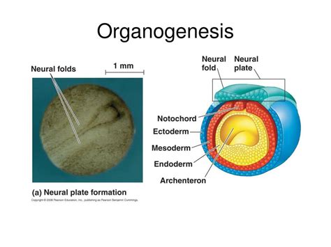 PPT - Introduction to Animals: Characteristics and Life Cycle PowerPoint Presentation - ID:564847