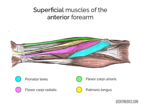 Muscles of the Anterior Forearm | Anatomy | Geeky Medics