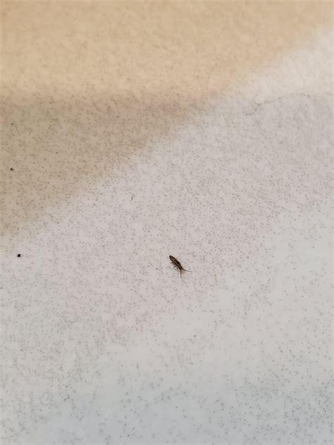 Little Black Bugs In My House In Az