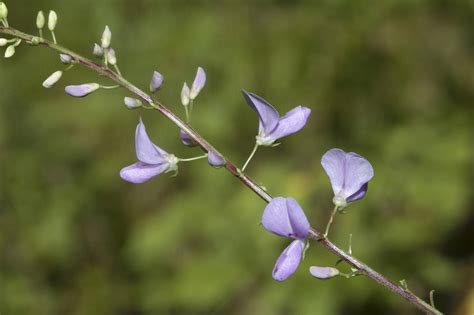 Desmodium cuspidatum (Fabaceae) image 127916 at PhytoImages.siu.edu