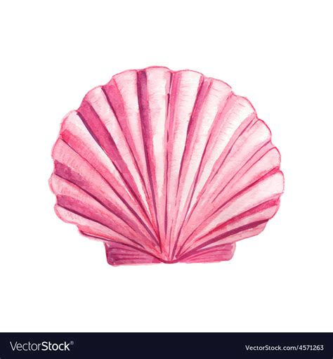 Watercolor seashell Royalty Free Vector Image - VectorStock