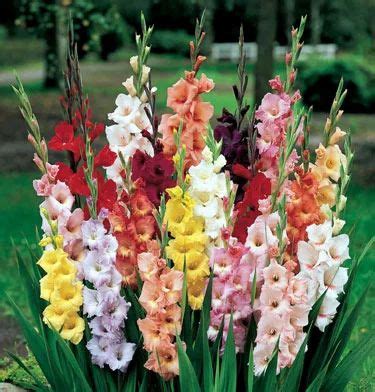 Gladiolus Bulbs at Rs 3/piece | Cuttings & Seedlings in Howrah | ID: 2841593855