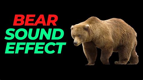 Bear sound effect no copyright | Bear noises | Bear Roars sounds | HQ ...