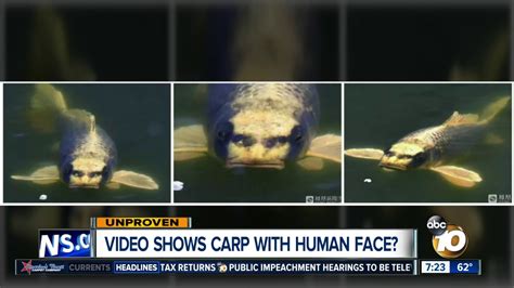 Fish With Human Face Caught In Japan - SEA AND FISH