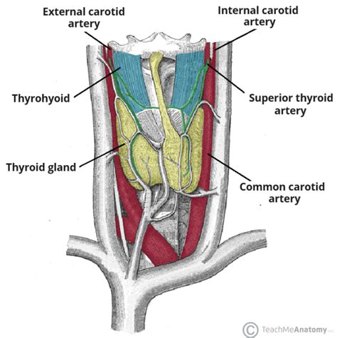 Superior Thryoid Artery - Course - Supply - TeachMeAnatomy