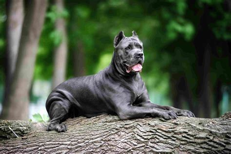 [2023] Italian Dog Breeds List - Top 10 Fascinating Italian Dogs You Should Know