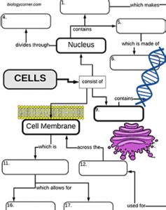 Cell Structures and Function - A Graphic Organizer