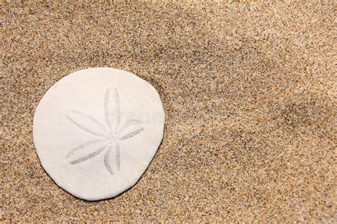 Sand Dollar On The Beach Stock Images - Image: 6375814