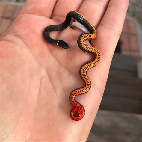 A tiny ringneck snake | Rare animals, Pet snake, Cute reptiles