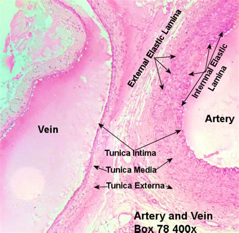 Blood Vessel Histology Histology