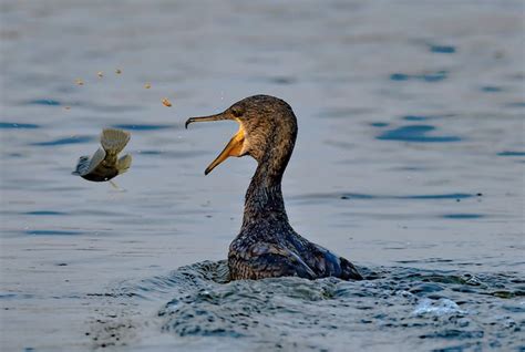 Preventing Cormorant Predation