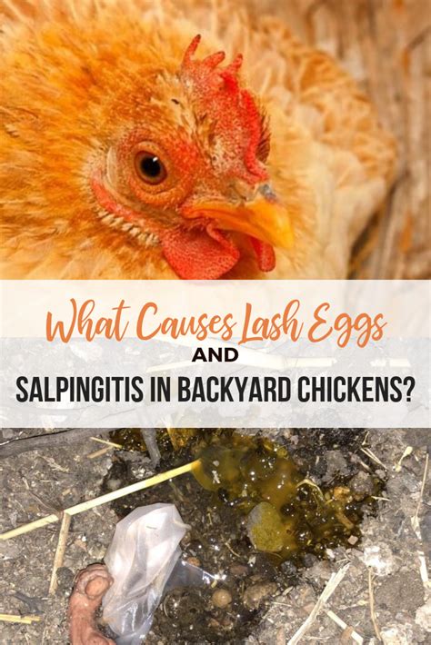 Yuck...lash eggs look so gross! It's important for backyard chicken owners to know what causes ...