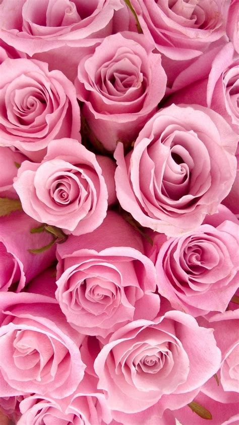 Pink Roses iPhone 5 Wallpaper (640x1136) | Wallpaper iphone roses, Rose ...