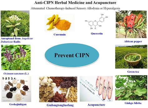 Frontiers | Chemotherapy-induced peripheral neurotoxicity and complementary and alternative ...