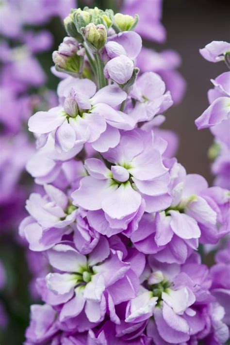 July Flower - 10 Summer Flowers UK That Bloom In July