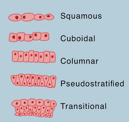 Coloring Shape Epithelial Tissue