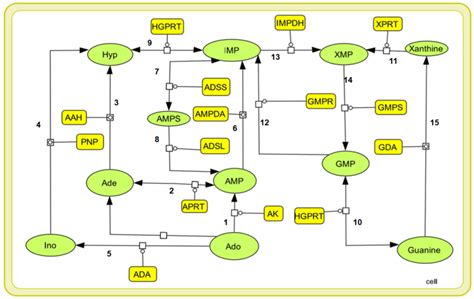 | A graphical representation of the purine salvage pathway. The enzymes... | Download Scientific ...