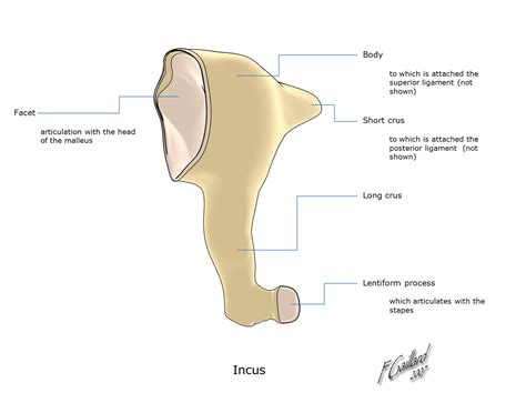 The incus is positioned between the malleus and the stapes. In actual function, the bone serves ...