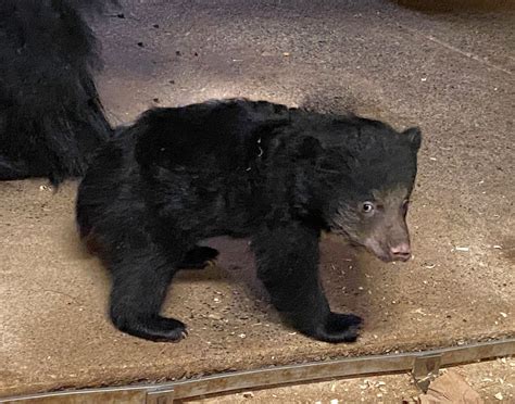 Help Name the Sloth Bear Cub at Philadelphia Zoo - Philly Happening