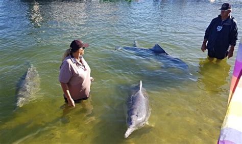 Feeding Wild Dolphins at Barnacles Cafe Tin Can Bay - Indefinite Leave