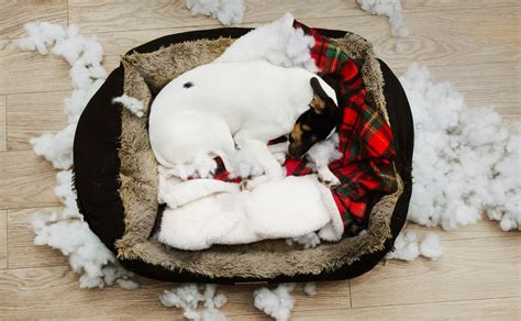 Chew Proof Dog Bed Cover: 5 Best Chew-resistant Bed Covers