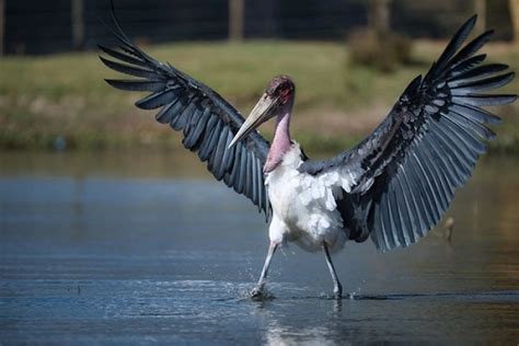 Marabou Stork - Facts, Size, Diet, Pictures - All Animal Facts