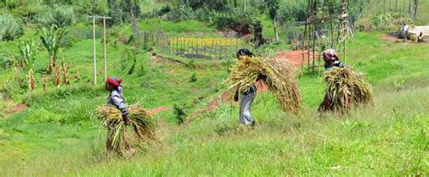 Apply for Funding for Reforestation and Agroforestry Projects