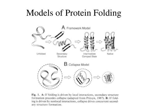 PPT - Protein Folding & Biospectroscopy Lecture 4 PowerPoint Presentation - ID:1785050