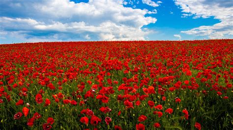 Common Red Poppy Flowers Summer Spring Field Under White Clouds Blue Sky HD Flowers Wallpapers ...