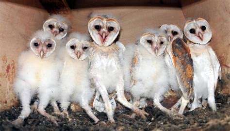 Age Structure - Species At Risk: The Barn Owl