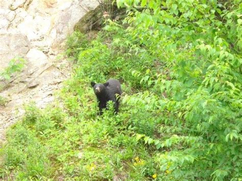 There is an abundance of wildlife in the Great Smoky Mountains National Park | Great smoky ...