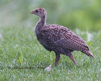 STOKES BIRDING BLOG: Baby Wild Turkey photo