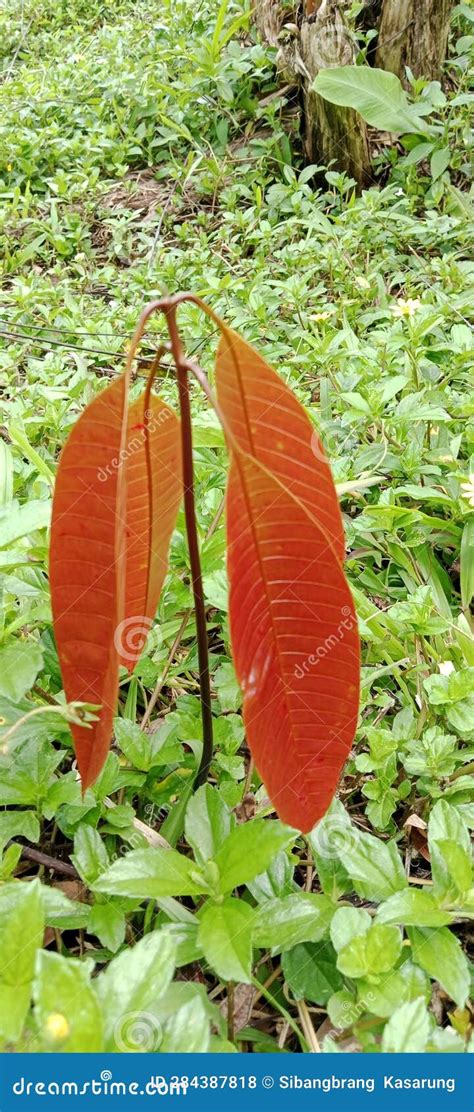 Mango Fruit Tree Seeds Grow among the Grass Stock Photo - Image of grass, mango: 284387818