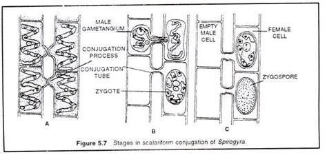 Spirogyra: Life Cycle and Germination