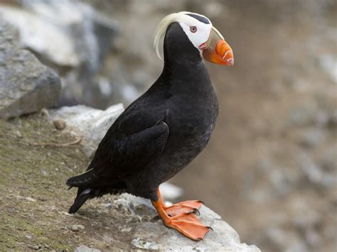 Tufted Puffin - eBird