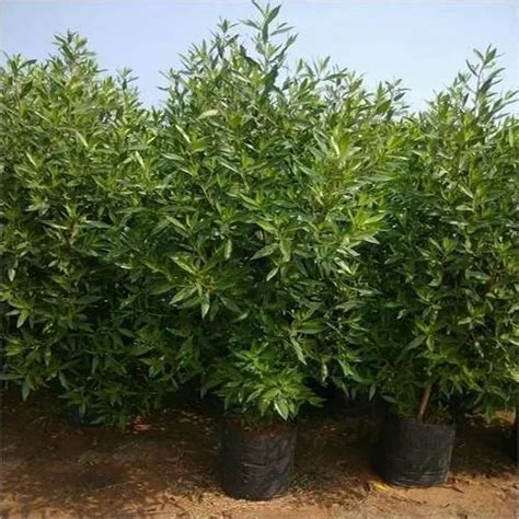 Conocarpus Plant Manufacturer from Rajkot